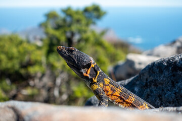 Lizard on the Table Mountain of Cape Town, Signal Hill and Lion's Head, South Africa