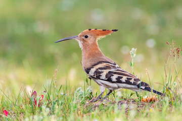 hoopoe - Upupidae beautiful portrait
