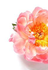 Fresh beautiful coral peony flower close up on the white background.