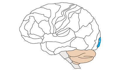 Brain Brodmann area region of the cerebral cortex wit numbers and descriptions on white background