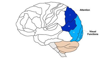 Brain Brodmann area region of the cerebral cortex wit numbers and descriptions on white background