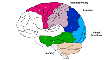 Brain Brodmann area region of the cerebral cortex wit numbers and descriptions on white background