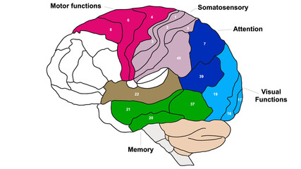 Brain Brodmann area region of the cerebral cortex wit numbers and descriptions on white background