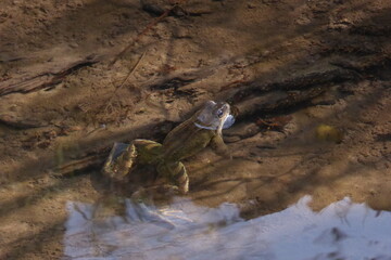Gemeiner männlicher Grasfrosch, der im März im ruhigen Wasser eines deutschen Baches schwimmt. Tieraufnahme mit Wasserreflexionen. Toad frog camouflaged in the brown water.