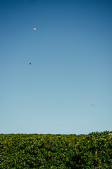 Céu azul e plantação de café