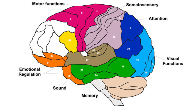 Brain Brodmann area region of the cerebral cortex wit numbers and descriptions on white background