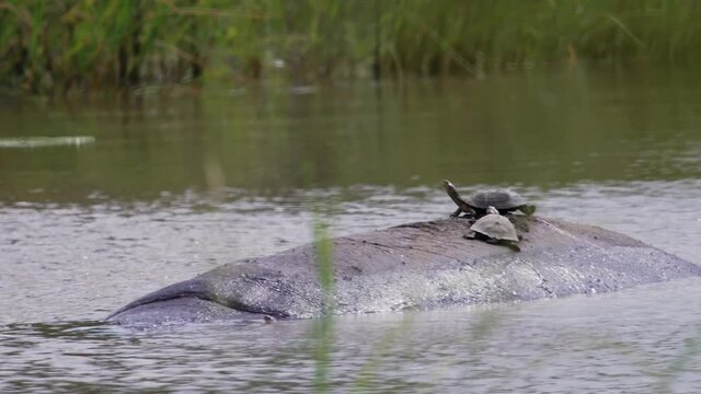 Hinged terrapin turtle / tortoise sitting on the back of a hippo as the hippo lifts it's head out of the water