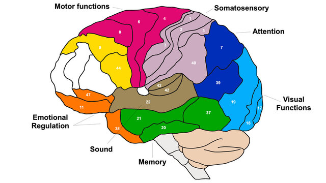 Brain Brodmann area region of the cerebral cortex wit numbers and descriptions on white background