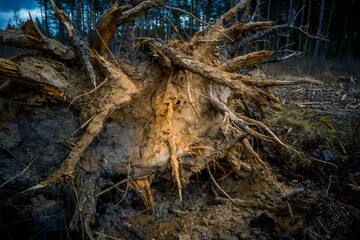 Beautiful closeup of plants growing in a sprintime forest. Spring scenery of woodlands in Northern Europe.