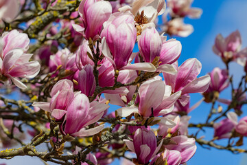 Magnolie
