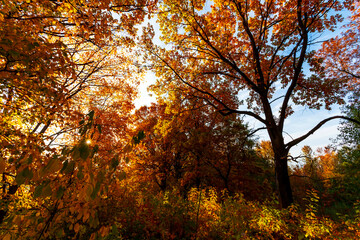 Autumn landscape. Beautiful sunny autumn day. Golden woods and blue sky.