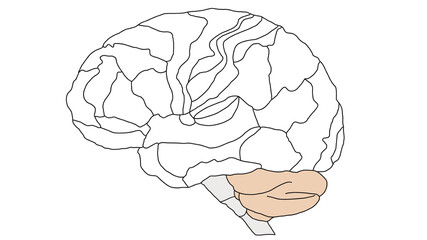 Brain Brodmann area region of the cerebral cortex wit numbers and descriptions on white background