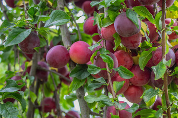 Ripe plums on a fruit tree in an organic garden. Plum is a fruit of the Prunus.