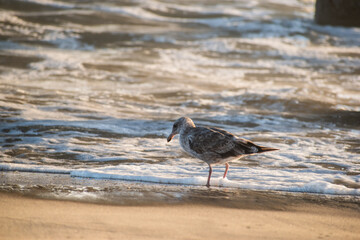 Sea bird frolics on the shore in Manhattan Beach