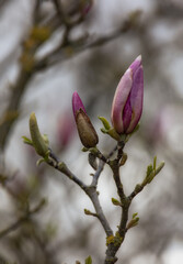 Fototapeta na wymiar Buds in differing stages of development on Magnolia × soulangeana tree in spring