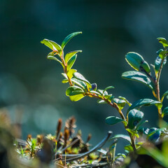 Beautiful closeup of plants growing in a sprintime forest. Spring scenery of woodlands in Northern Europe.