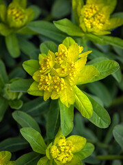 Closeup of flowerheads of Greater cushion spurge, Euphorbia epithymoides 'Major', in spring against...