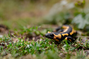 European fire salamander..Black yellow spotted fire salamander. Salamander by a lizard-like appearance with black and yellow body pattern. Fire salamander in green grass in natural habitat.