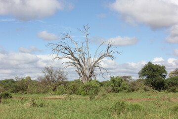 a skeleton like bare tree in the African jungle