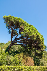 Green pine tree with long needles on a background of blue sky. Freshness, nature, concept. Pinus pinea