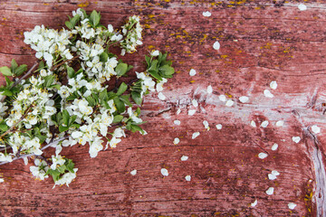 Blossom cherry branch on old rustic red wooden bench, background of vintage barn