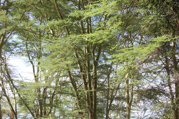 pretty fern like leaves on thin trunks 