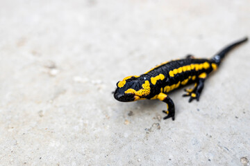 European fire salamander..Black yellow spotted fire salamander.