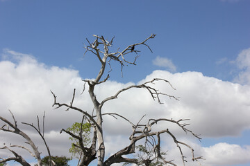 an almost bare tree with a two birds perched on it