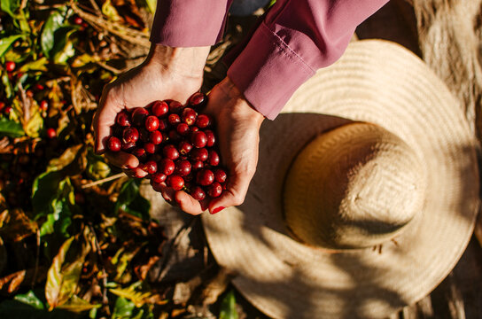 M&atilde;os chap&eacute;u e caf&eacute;