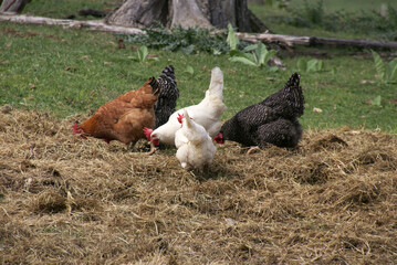 chickens scratching in hay pile for food.