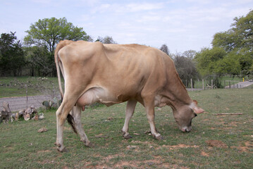 milk cow in a field of grass