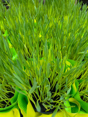 Fototapeta na wymiar Fresh green grass in the pot, close up.