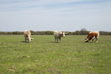 texas longhorn steers in the field.