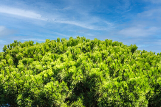 Green pine tree with long needles on a background of blue sky. Freshness, nature, concept. Pinus pinea © Dmitrii Potashkin