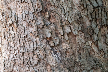 Bark texture and background of a old fir tree trunk