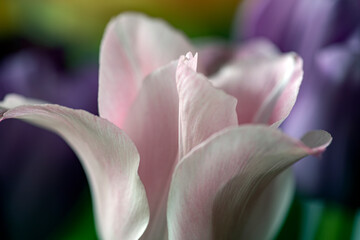Fototapeta na wymiar close up of a pink flower, nacka, sverige, stockholm, sweden