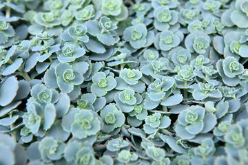 Green plant background material.  Hylotelephium sieboldii. October Daphne (Sedum sieboldii)  ...