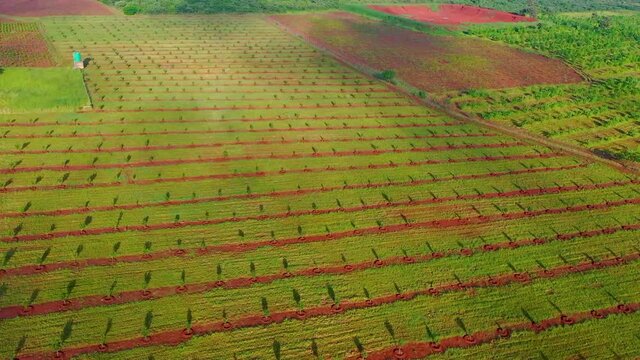 African bamboo farm filmed on a drone.