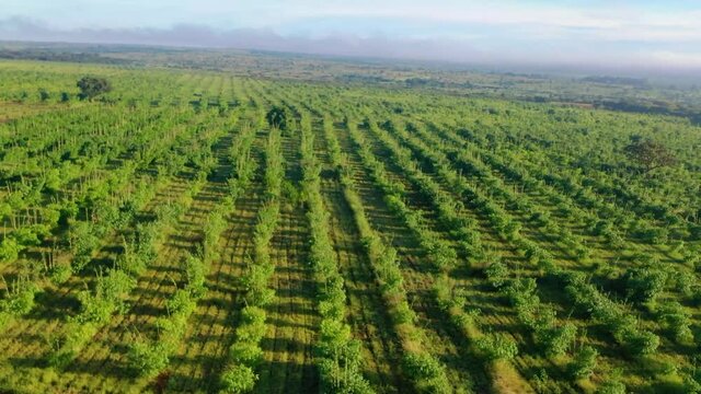 African bamboo farm filmed on a drone.