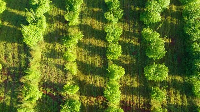 African bamboo farm filmed on a drone.