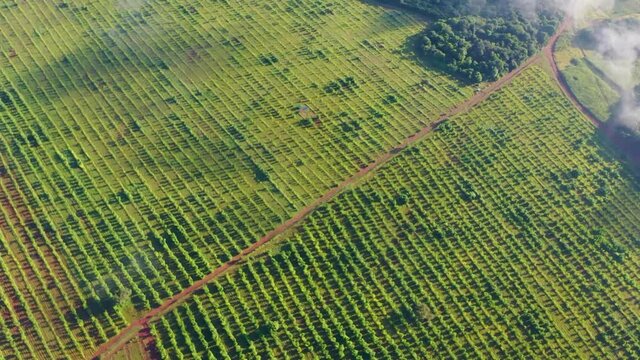 African bamboo farm filmed on a drone.