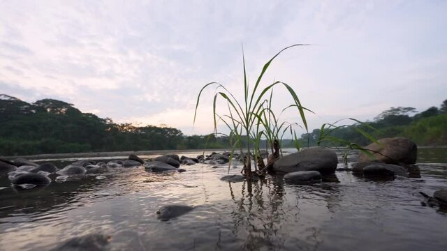 Outstanding lonely plant growing up on Misahuall&iacute; River during sunset in the evening. Rocks and calm water in Ecuador.