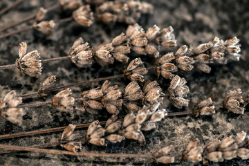dried lavendel, nacka, sverige, stockholm, sweden