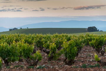 Naklejka premium Paisaje de viñedos en la Rioja. España