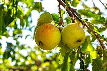 Ripe appetizing apples on an apple tree branch in the garden. Orchard with ripe apples on apple tree branches.