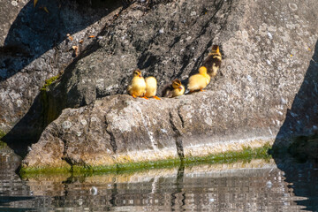 Cute little ducklings standing in a lake coast