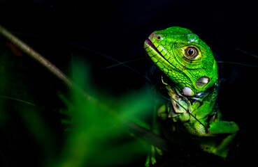 Filho de Iguana