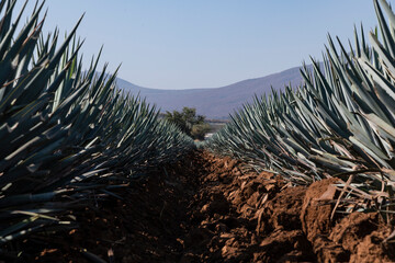 Agave tequila plant - Blue agave landscape fields in Jalisco, Mexico 