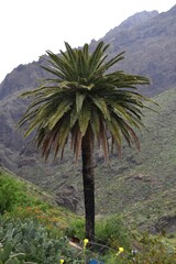 Fototapeta na wymiar A big palm in the south of Tenerife