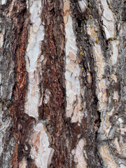 Embossed texture of the bark of tree. Pattern of natural tree bark background.